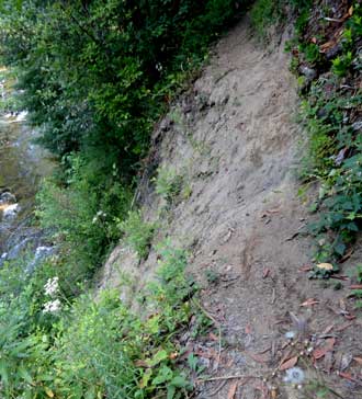 The trail is falling into the river, behind: large old growth trees showing earlier fire damage