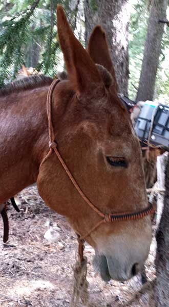 Horses and mules brought in our food and common camp gear, otherwise, we carried in our own camp gear. My pack weighed 31 lbs. 