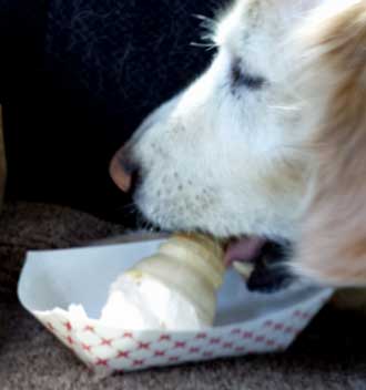 Morgan enjoys a treat, Behind: Quilt show