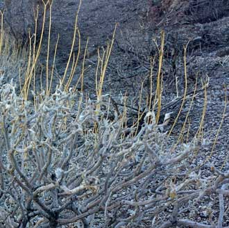 Winter look to desert brush