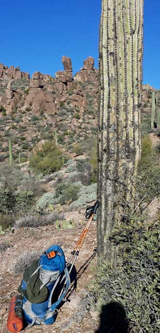 Suguaro Cactus covers the Superstitions