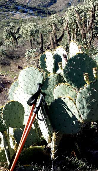 Every bush and especially the cactus, are ready to grab or stab you, Behind: a last look at Miner's Needle