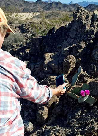 Gwen found a cactus in bloom