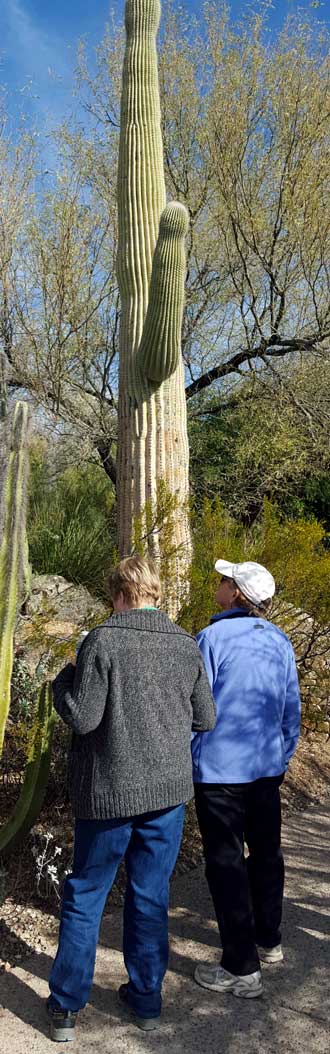 We are visiting the Arizona-Desert Museum in Tucson