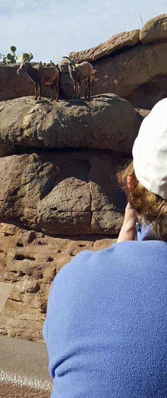 Jeanne finds the mountain goat exhibit