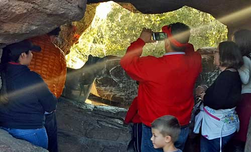 Watching the cougar exhibit