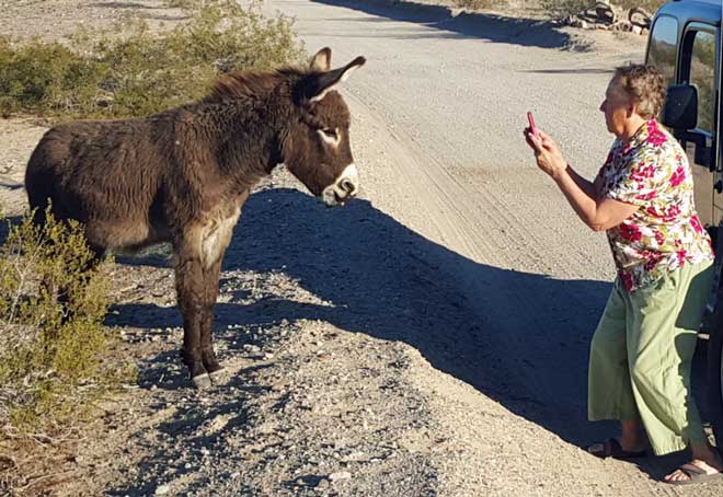 Jeanne gets her wish, close-up to a burro