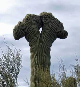 Crested Suguaro