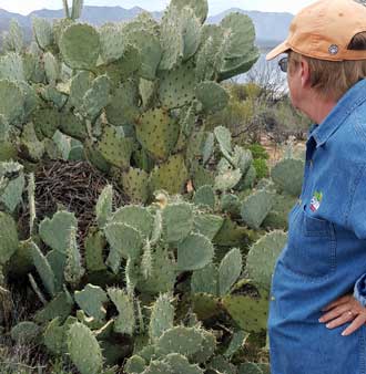 The Javelina like to eat prickly Pear