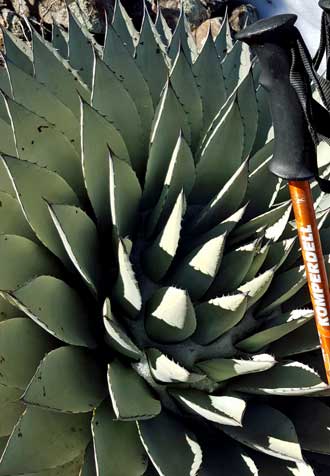 Beautiful, healthy Agave