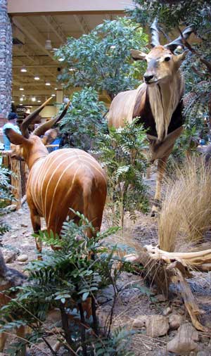 Part of the Africa stuffed animal exibit