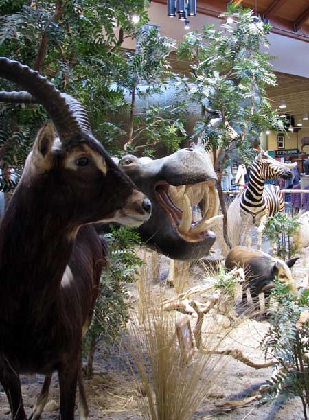 Another part of the Africa stuffed animal exibit