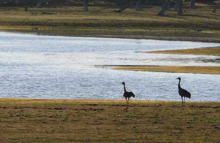 The Great Blue Heron