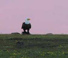 Bald Eagle at dusk on the shore