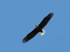 Bald Eagle in flight