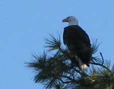 Bald Eagle watching over camp