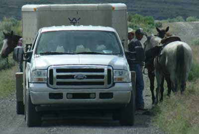 Cowboys in the road