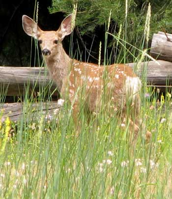 Fawn grazing