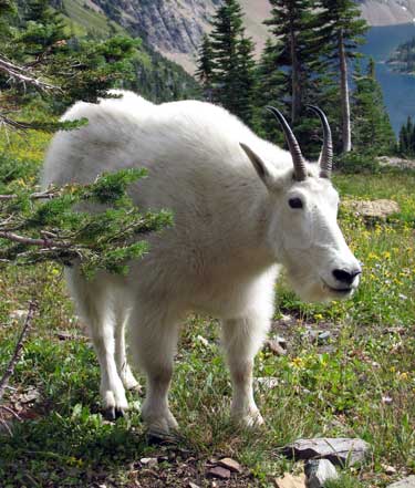 The goats are the mountain stars with everyone taking their photos