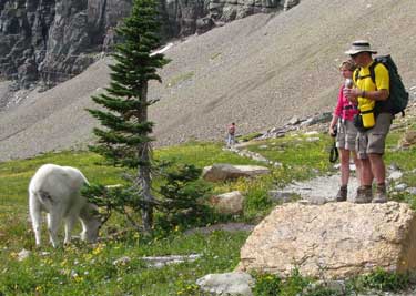 Here another goat a little further up the trail