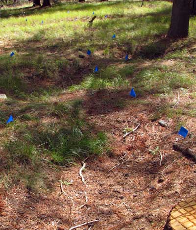 Siege area where blue flags mark the areas where the infantry dug trenches