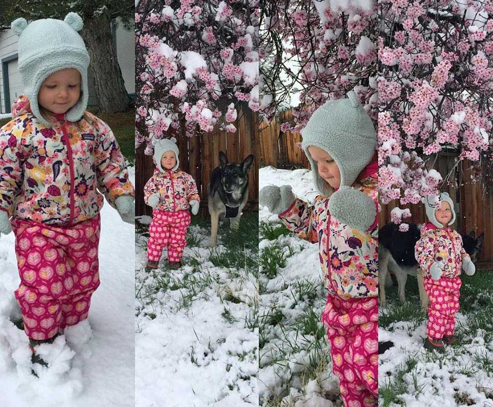 Lucy in today's snow, Reno, Nevada