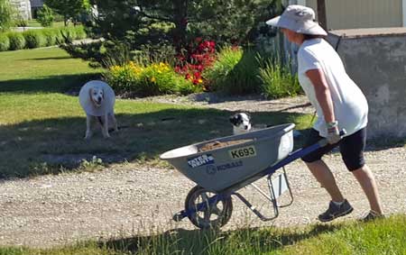 Brook learning how to use a wheelbarrow