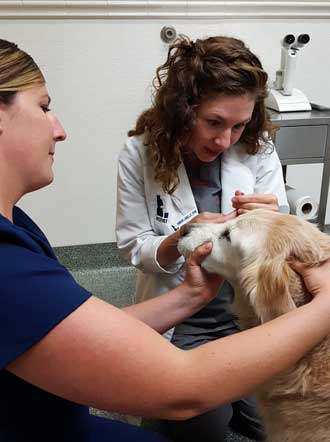 Dr. La Belle removes sutchers from Morgan's eye