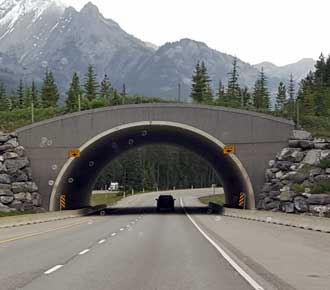 Wild animal crossing over the Canadian Highway 1