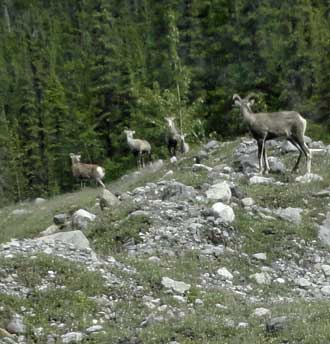 Stone Sheep