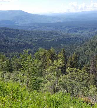 Endless view of trees in British Columbia