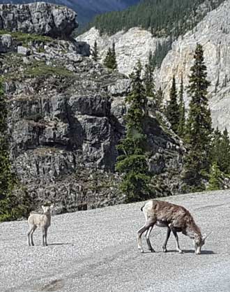 More Stone Sheep