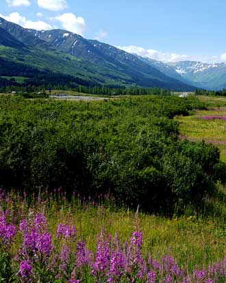 At the top of the pass, still 100 miles to Homer