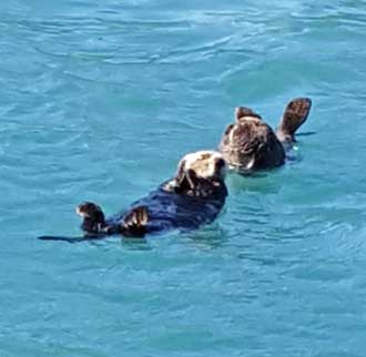 Our Kenai Fjoirds National Park wildlife tour began with a view of these Otters and birds nexting on the side of a cliff.