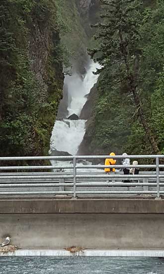 Salmon spawning nearby