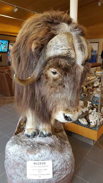 I visited Prince William Sound Community College and found their museum right next door. They had a stuffed Musk Ox.