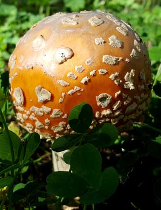 I've not seen these mushrooms before, behind is our spacious campsite at the Mt Robson Provincial Park