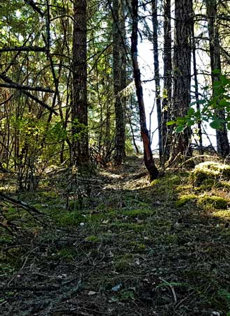 Approaching the opening in the forest toward the top of the mountain