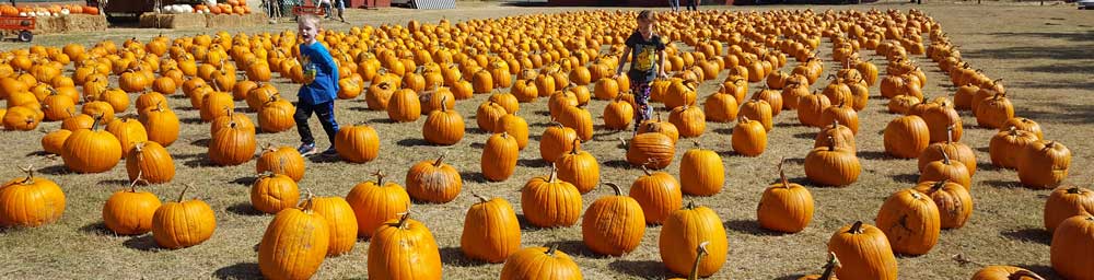 Running through the pumpkin patch