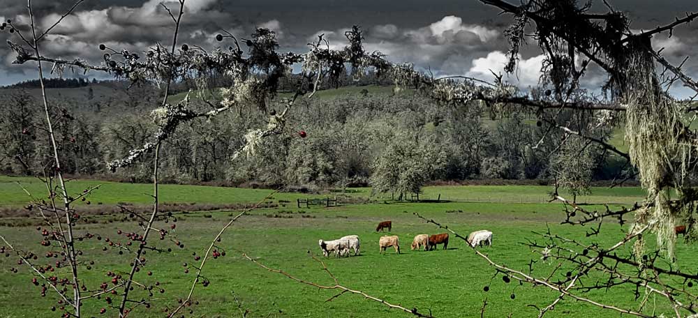 Artzy-Fartzy cows found during today's ride