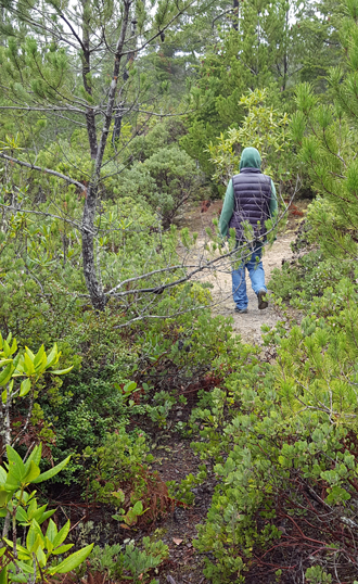 Trail through the brush