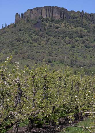 Table Rock Mountain with pears in bloom