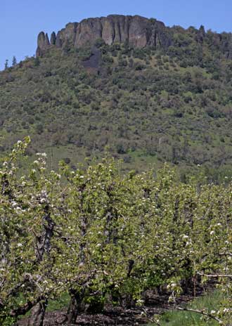 Table Rock Mountain with pears in bloom