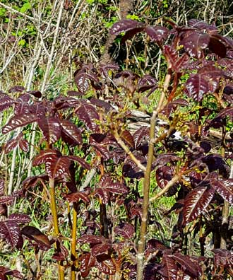 Poison Oak