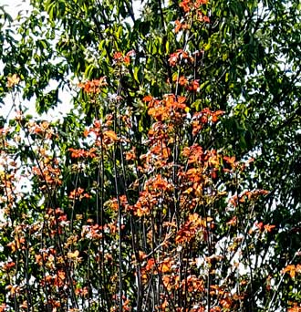 20 foot tall tree of Poison Oak