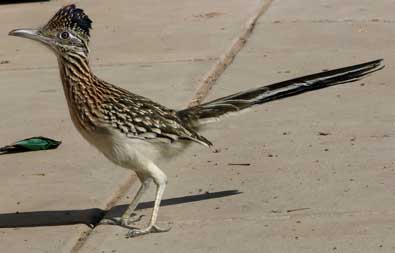 Great photo of a roadrunner