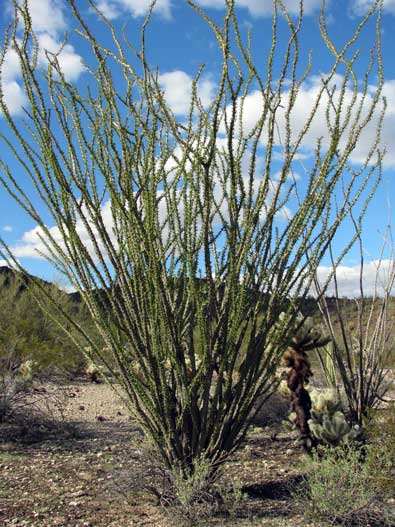 Ocatillo have received rain lately since it has leafed out.