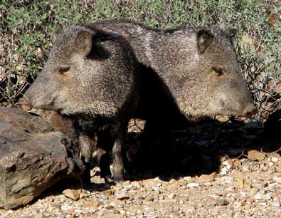 Javelina