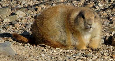 Prairie Dog