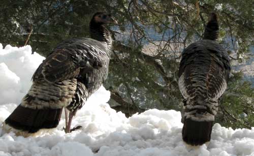 Wild Turkeys at 9000 feet?